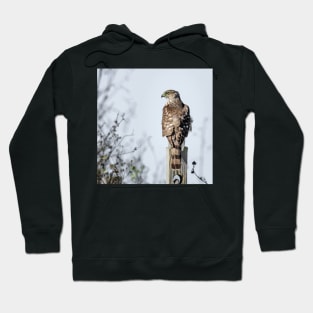 Juvenile Cooper's Hawk - Square Hoodie